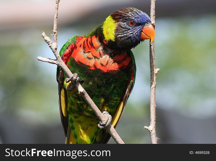 Colorful exotic bird on a branch