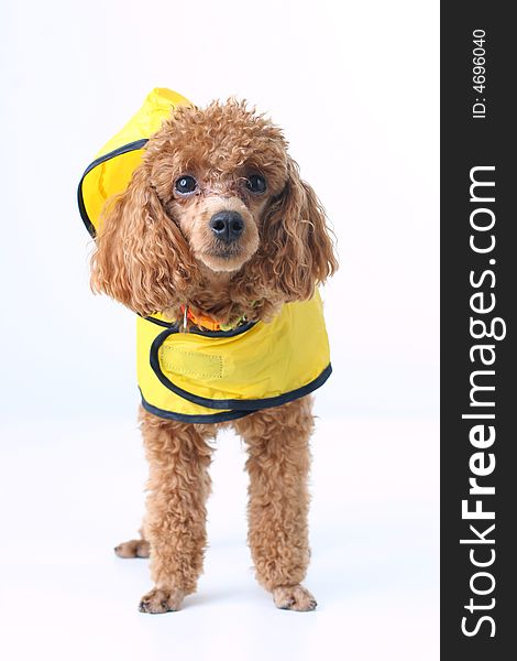 Toy brown poodle in a yellow rain coat