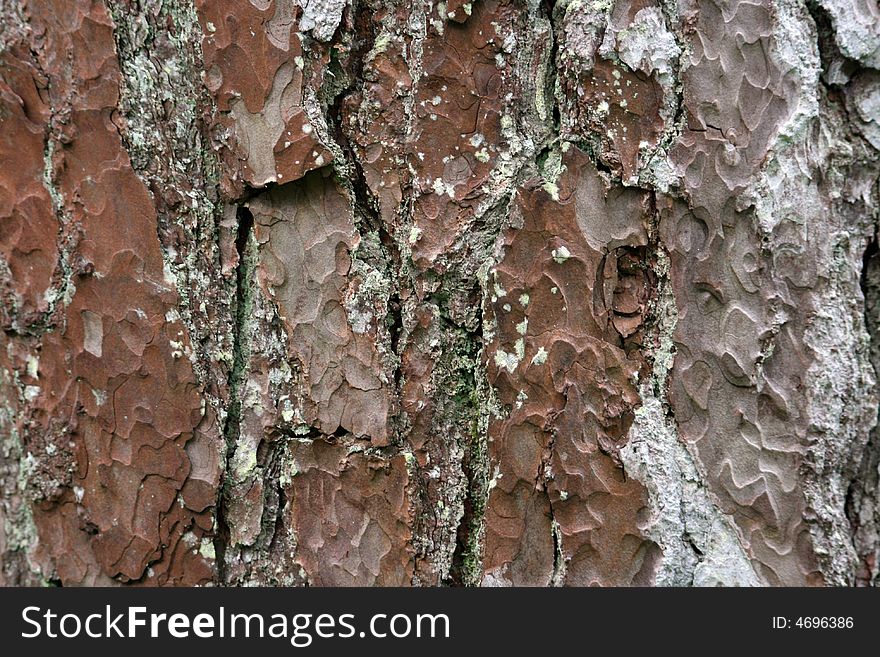 A close up of the bark on a tree. A close up of the bark on a tree