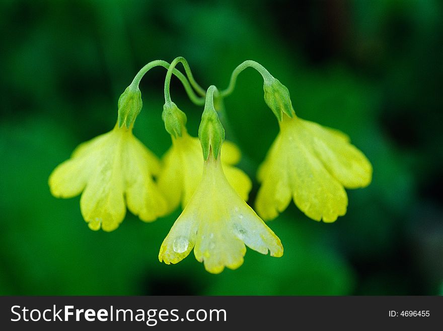 Wild flower on the mountain. Wild flower on the mountain