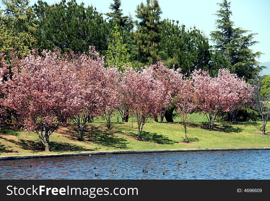 Cherry blossom at the park