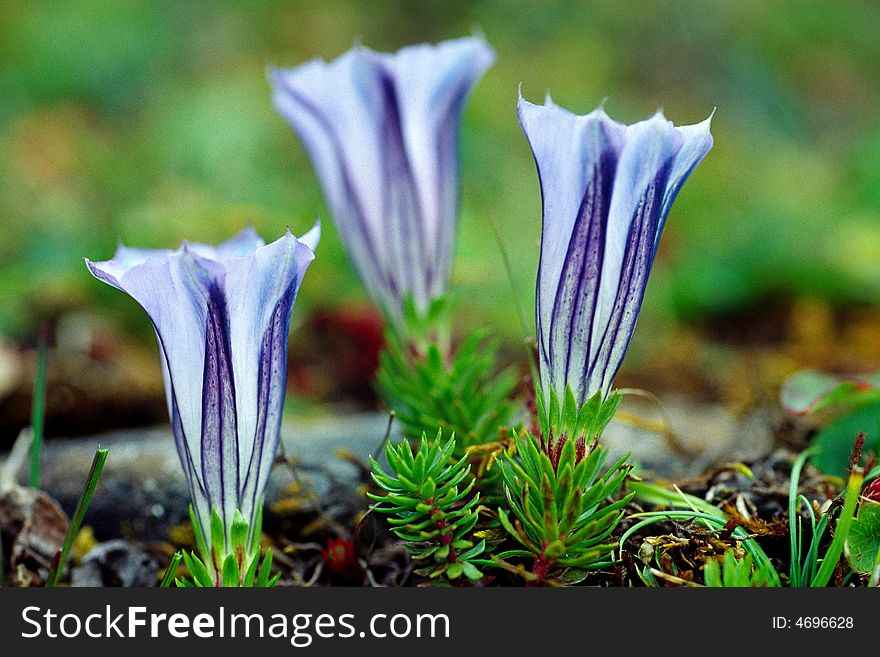 Gentian Flowers