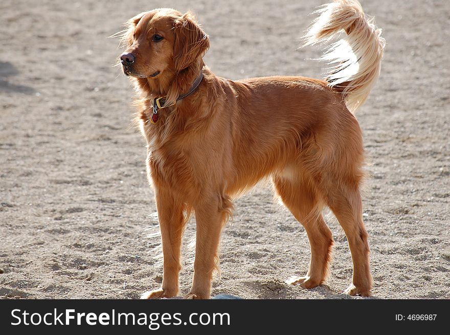 As man's faithful friend, this Golden Retriever was full of life and ready to go on his master's command.