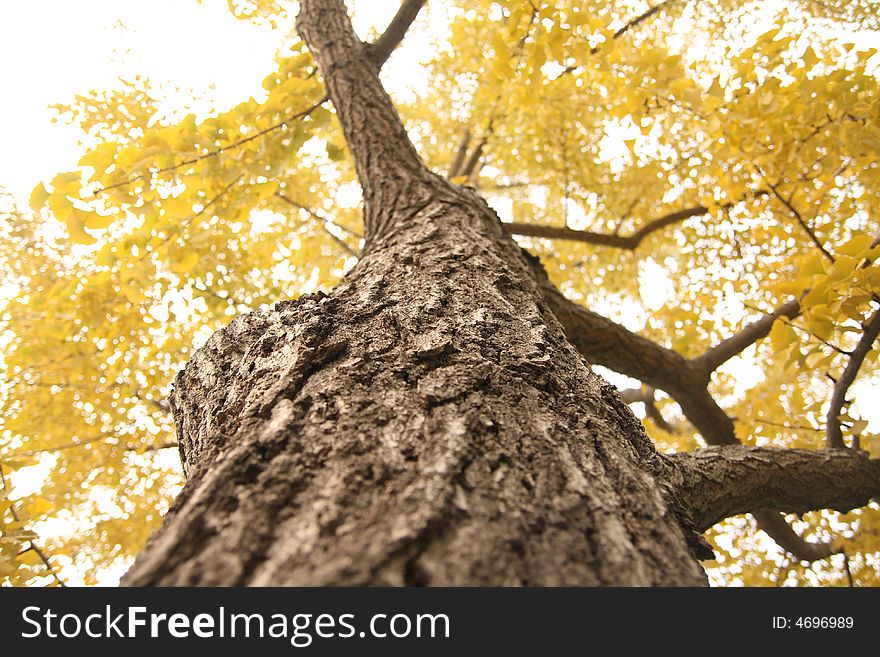 Maidenhair tree Yuntan Park Beijing China in autumn