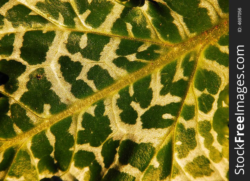 Tonal and Texture Image of a Milkweed Leaf