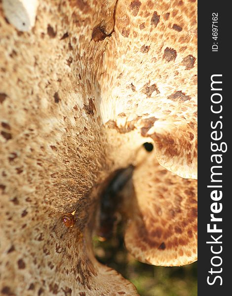 Mushroom macro shot. Nature backgrounds. Mushroom macro shot. Nature backgrounds.