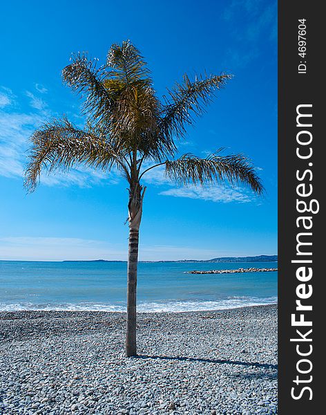 Palm tree on the beach in french riviera. Palm tree on the beach in french riviera