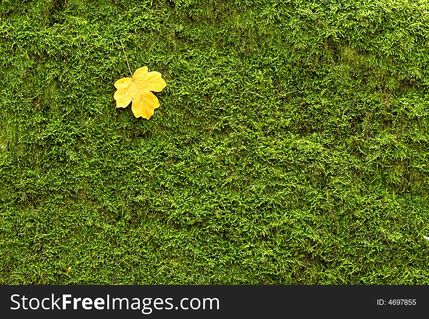 An image of cover of green moss. An image of cover of green moss
