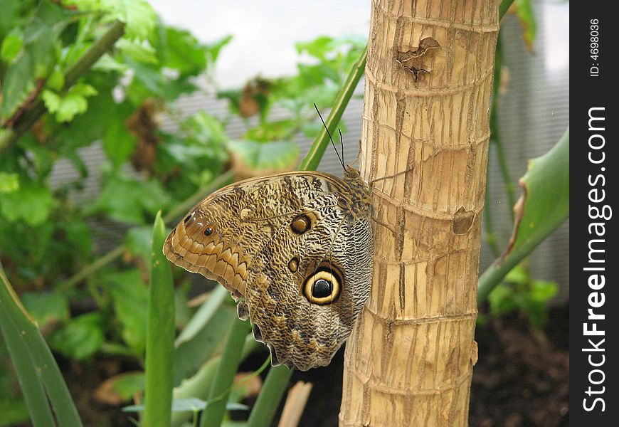 Butterfly resting on a tree