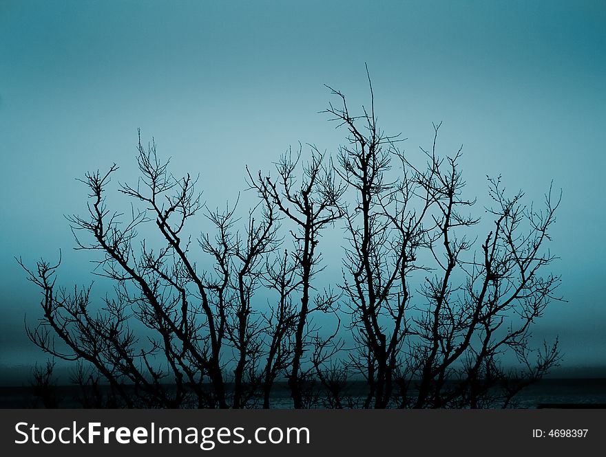 Tree in mist.Foggy tree.Early Morning Fog.Trees in the fog of an autumn day.picsvet.com. Tree in mist.Foggy tree.Early Morning Fog.Trees in the fog of an autumn day.picsvet.com