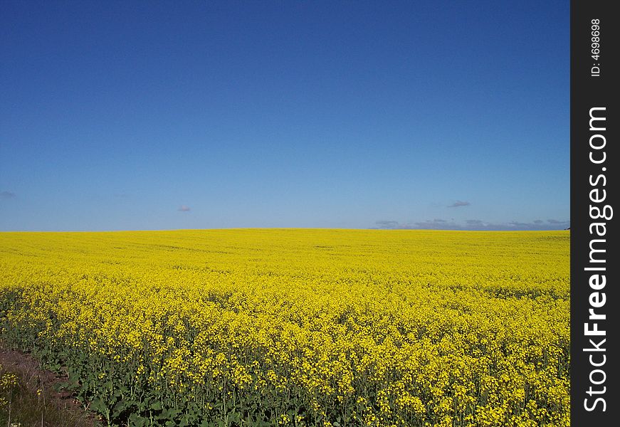 This is a field of canola on the Bellarine Peninsula in Victoria, Australia. This is a field of canola on the Bellarine Peninsula in Victoria, Australia.