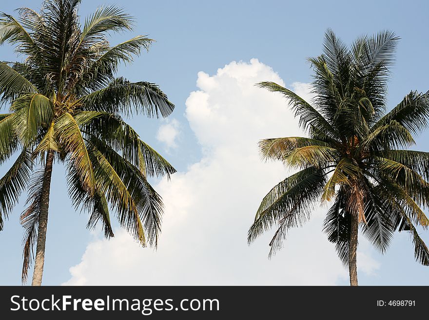 Two Palms Against The Sky