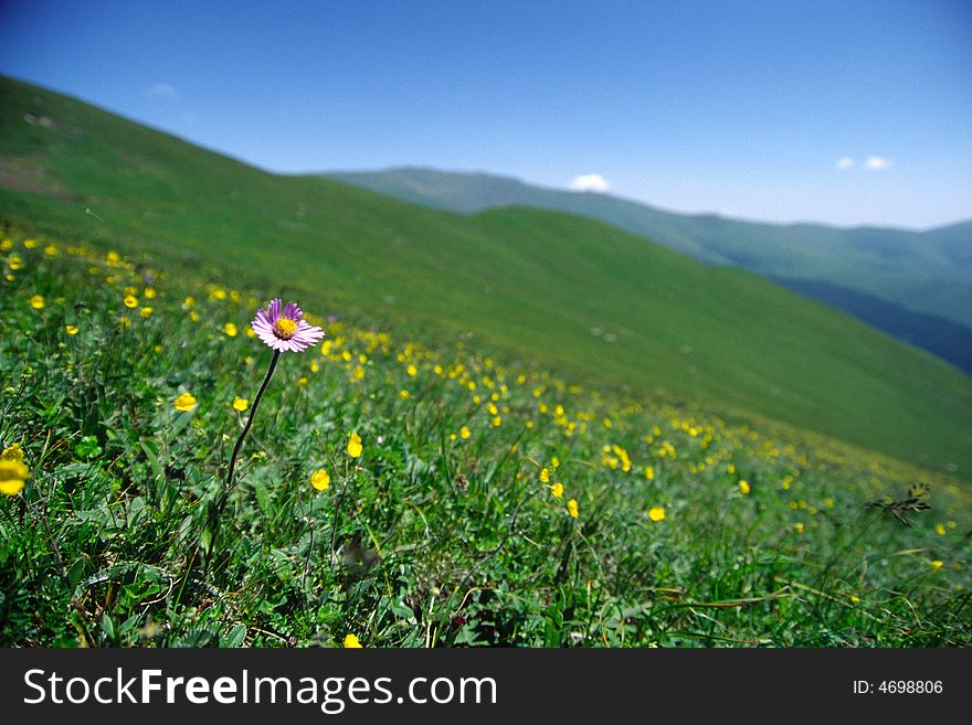 Wild flowers in the meadow, landscpe of wutaishan mountain. Wild flowers in the meadow, landscpe of wutaishan mountain