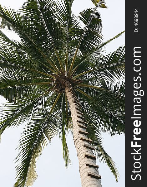 Palm tree-top with the trunk adjusted to serve as a ladder. Upwards view. Focus on the center of the tree-top, cloudless sky in the background. Uprise concept. Palm tree-top with the trunk adjusted to serve as a ladder. Upwards view. Focus on the center of the tree-top, cloudless sky in the background. Uprise concept.