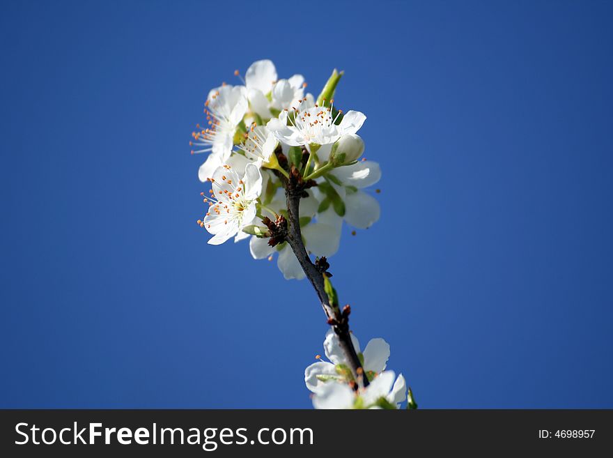 Close up of cherry flowers on a branch. Close up of cherry flowers on a branch