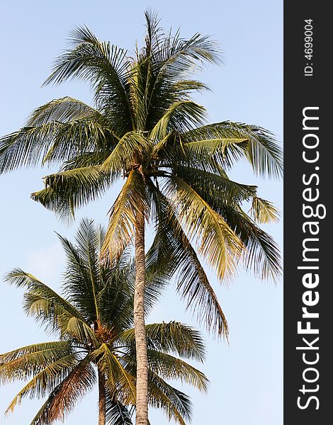 Sunny holiday concept. Tree-tops of two palms growing on the beach. Blue cloudless sky in the background. Sunny holiday concept. Tree-tops of two palms growing on the beach. Blue cloudless sky in the background.