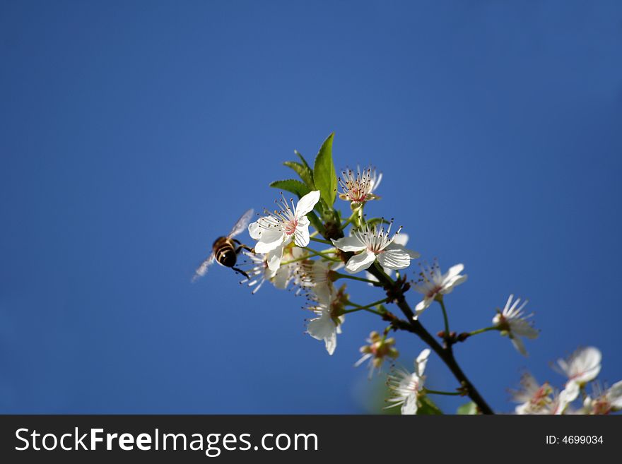 Close up of cherry flowers on a branch with an insect bee. Close up of cherry flowers on a branch with an insect bee