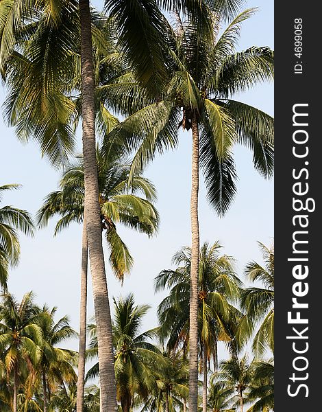 Group of palms with focus on two main trees. View looking upwards, vertical perspective. Exotic destination concept. Group of palms with focus on two main trees. View looking upwards, vertical perspective. Exotic destination concept.