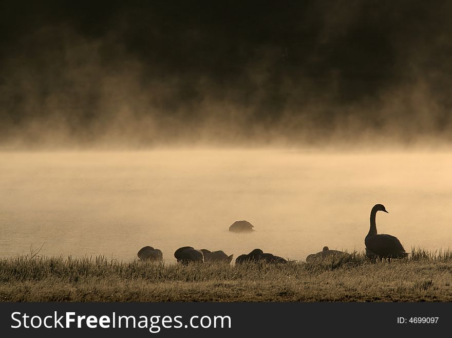 Wild goose in deep fog in the morning