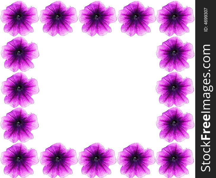 Spring border petunias isolated on a white background