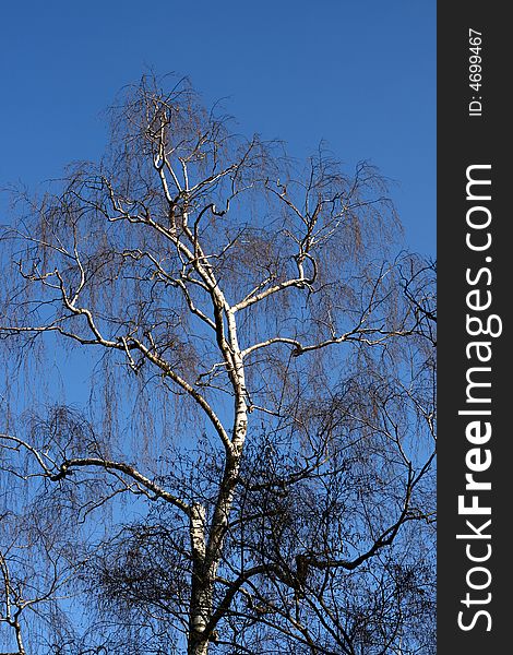 Tree with branches on blue sky