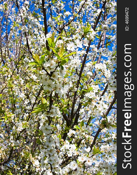 Plum Tree Blossoms