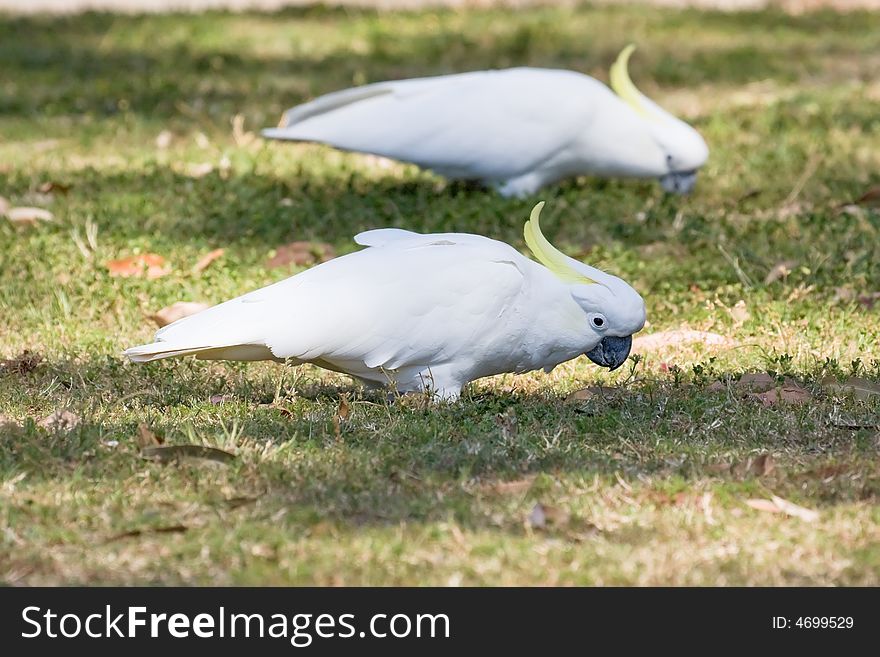 Sulphur crested cockatoos on the ground feeding