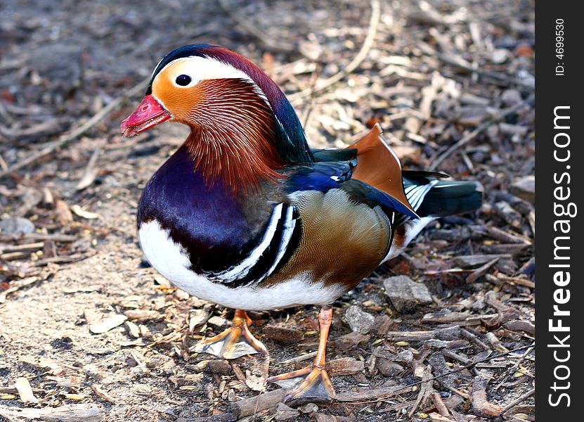 Side view of a exotic mandarin duck. Mandarin duck symbolize good faith to lover in Orient.
