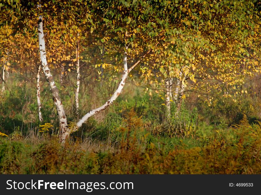 Birches and grass in the autumn day