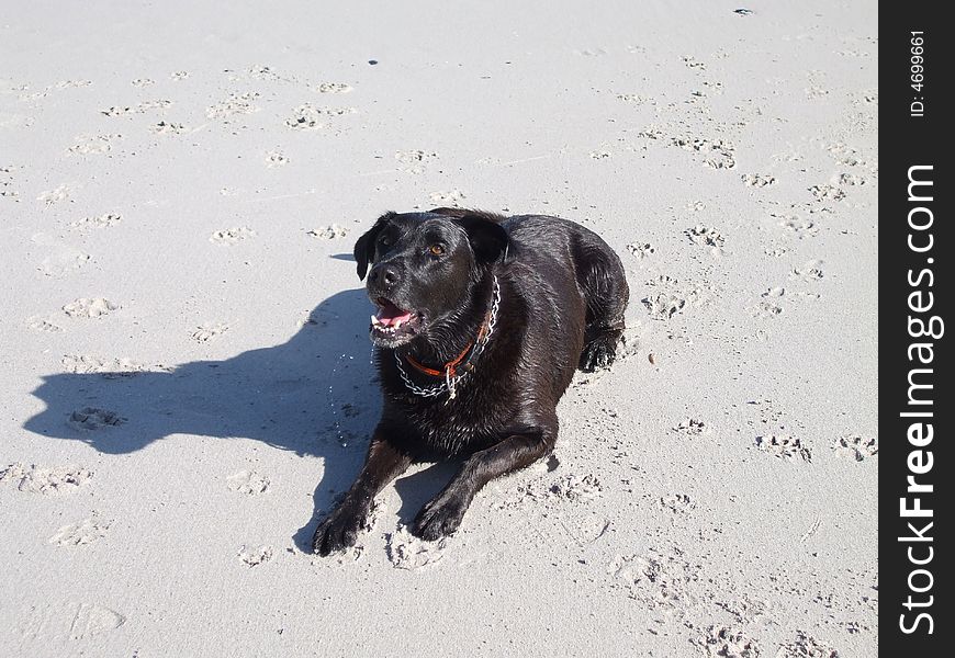 Black Labrador enjoying playful time on beach. Black Labrador enjoying playful time on beach