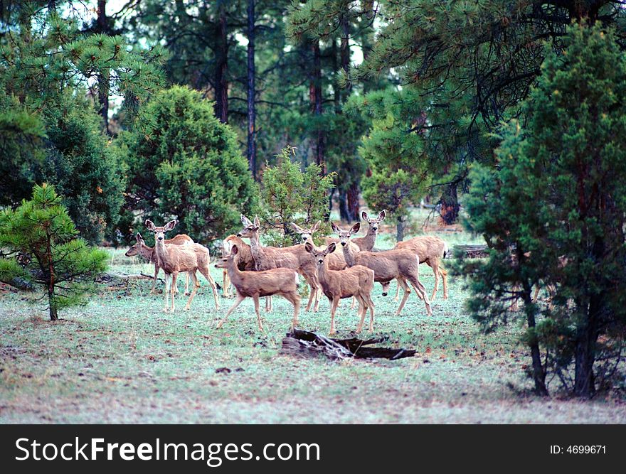 Herd of whitetail deer in a forest of mixed conifer