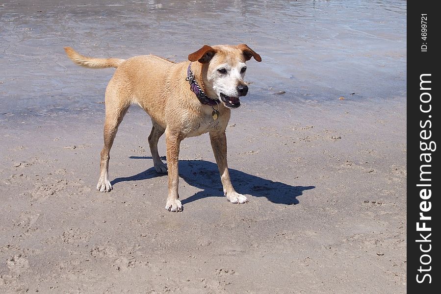Dog at play on Beach