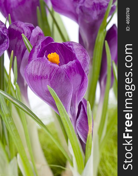 Close up of violet crocuses