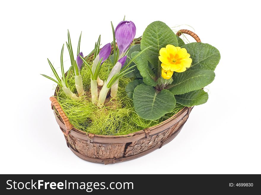 Violet crocuses and yellow primrose in a pot