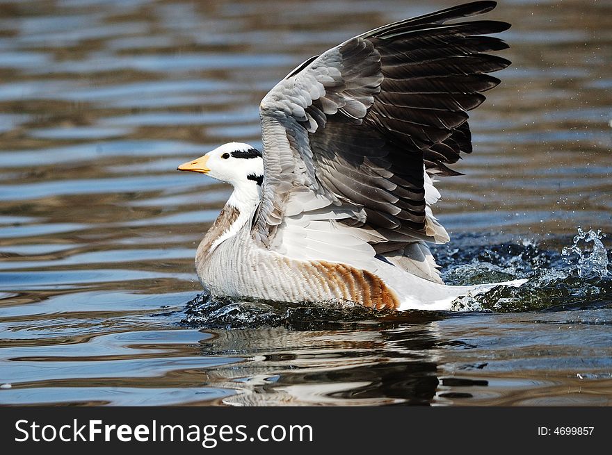 The wild goose comfortably outspread its wings on water surface.