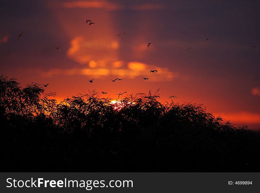 Sunset And Homing Birds