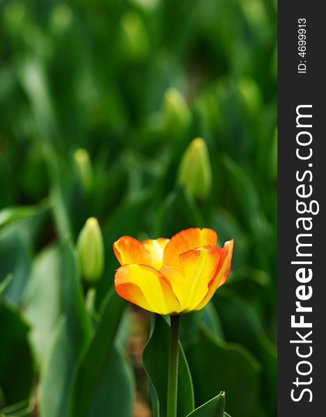 Isolated orange tulip bloom in the flowerbed