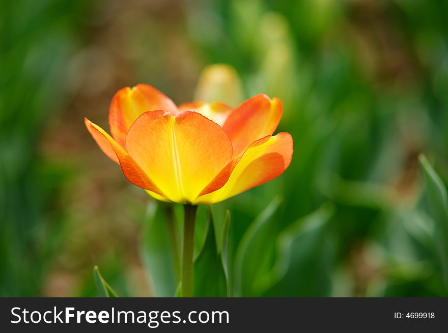 Isolated orange tulip bloom in the green background