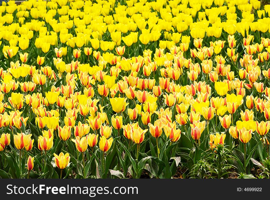 Tulip grows large yellow cup-shaped flower in spring. Tulip grows large yellow cup-shaped flower in spring.