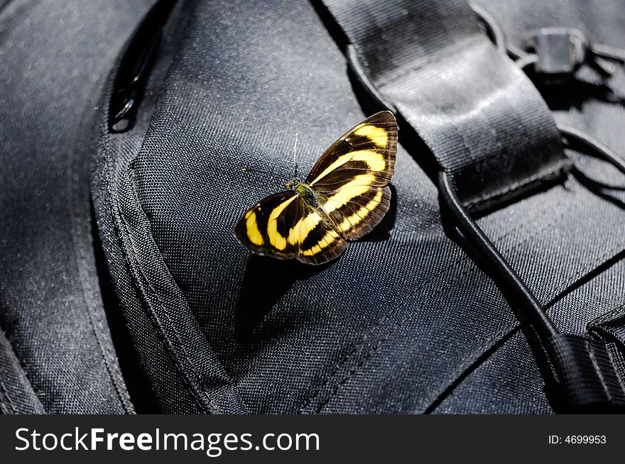 The butterfly stay on my black kitbag. The butterfly stay on my black kitbag