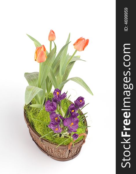 Violet Crocuses And Orange Tulips