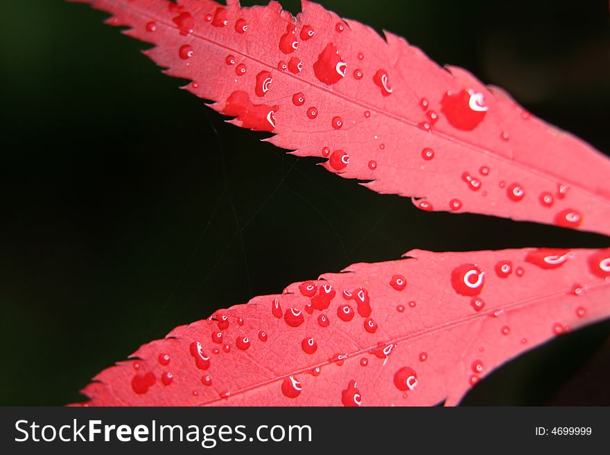 Pink leaves and drops of water on the black background