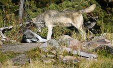 Dominance Play - Timber Wolves Royalty Free Stock Images Dominance Play - Timber Wolves Royalty Free Stock Images