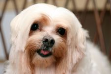 Maltese Dog Royalty Free Stock Photography