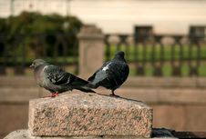 Two Doves On The Granite Stone Stock Image Two Doves On The Granite Stone Stock Image