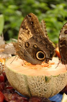 Owl Butterfly On Cantaloupe Stock Image Owl Butterfly On Cantaloupe Stock Image