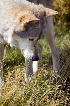 Curious Timber Wolf 2 - Vertical Royalty Free Stock Images