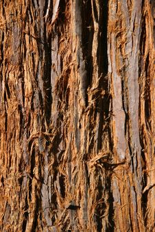 Fuzzy Brown Tree Bark Royalty Free Stock Image