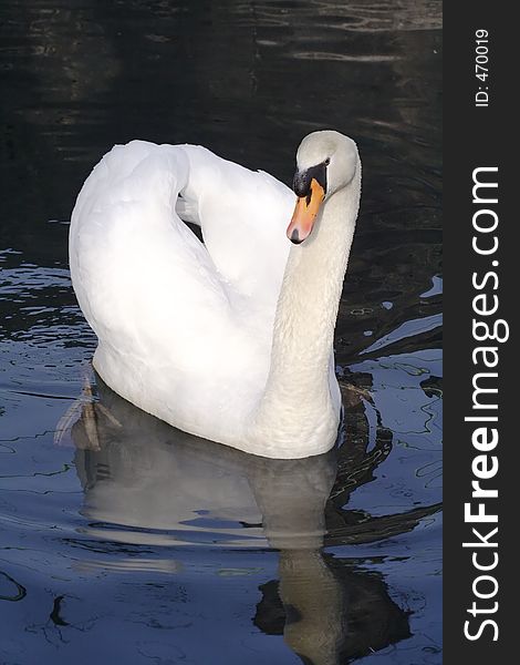 Gracefully Mute Swan