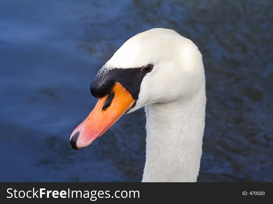 Close Up Of A Swans Head